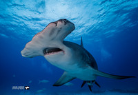 Hammerhead Sharks