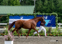 #290 - High Valley Hanoverians & Ever Elegant HVH #292 - Candace Castelin & Sanciro HVH