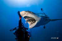 Lemon Sharks
